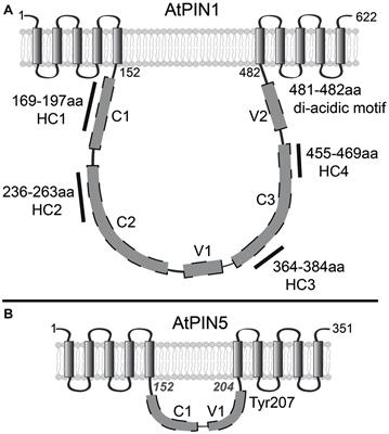 The Nuts and Bolts of PIN Auxin Efflux Carriers